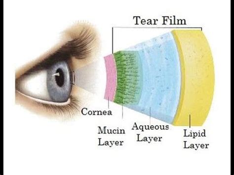 normal tear film length